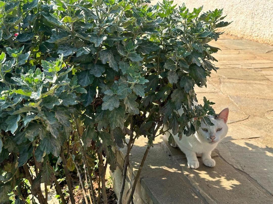 Eleni Country Cottage 2 فينيوس المظهر الخارجي الصورة