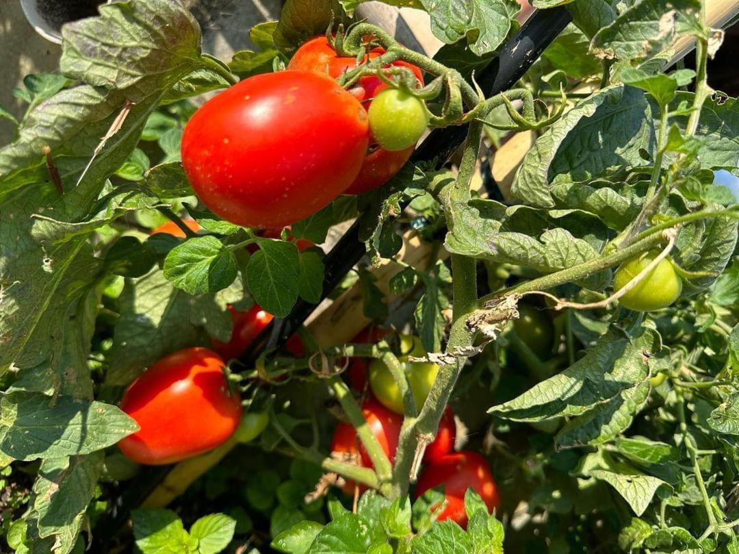 Eleni Country Cottage 2 فينيوس المظهر الخارجي الصورة